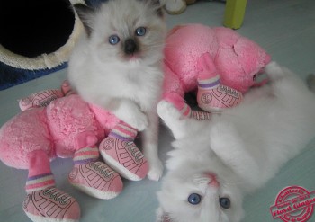 chatons ragdoll - 5 semaines - Chatterie Ragdolls du Val de Beauvoir